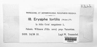 Erysiphe tortilis image